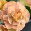 Primula Auricula Brown Tan Double - Abriachan Nurseries
